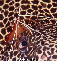 Cleaner Shrimp & Honeycomb Moray Eel
Nikon F90X and 105m... by Brian Welman 